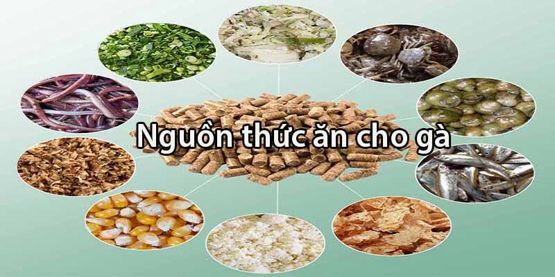 Chế độ dinh dưỡng sẽ quyết định khá nhiều đến tốc độ phát triển của gà chiến 